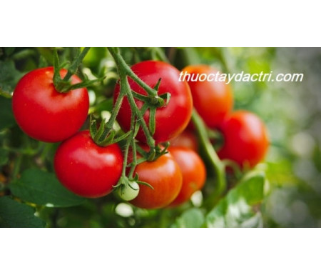 Cà chua có thể điều trị bệnh gì